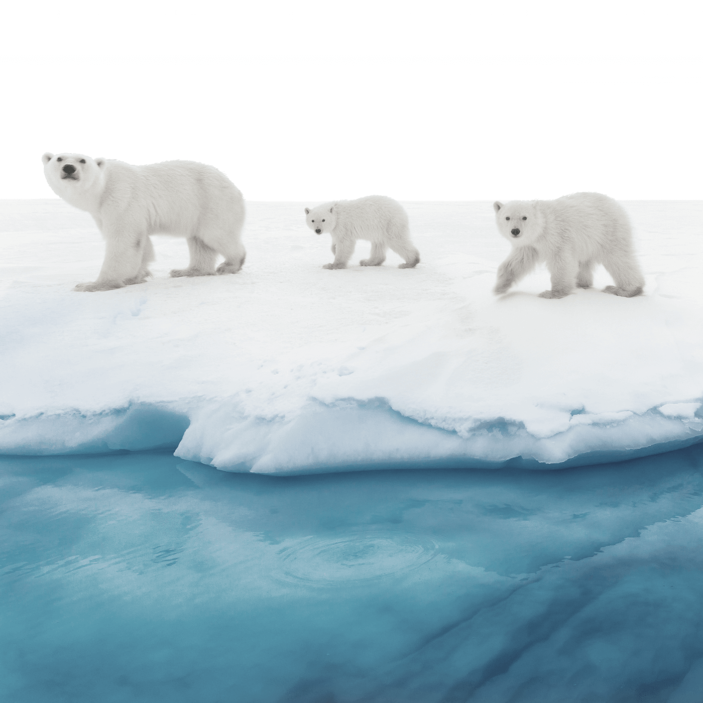 Polar Bear Conservation Donation