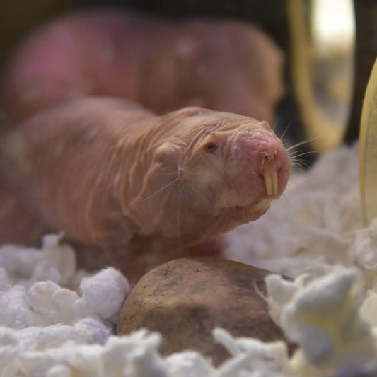 Adopt a Naked Mole Rat