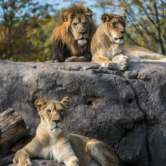 A male and female lion on a rock with another female lion resting below.