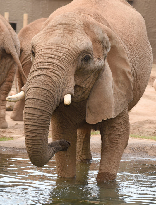 Adopt an African Elephant