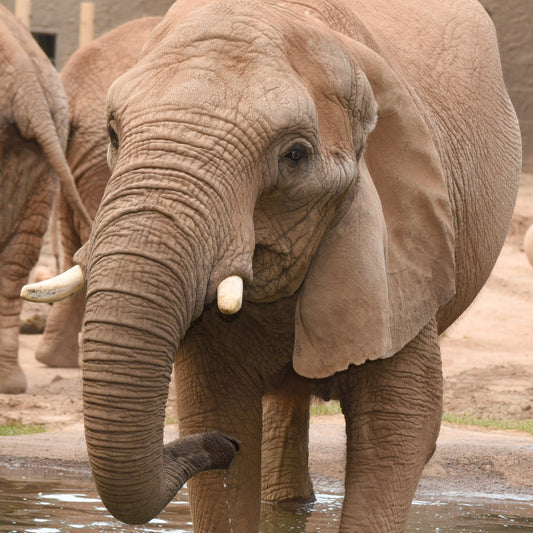 A photo of an African elephant standing in water.
