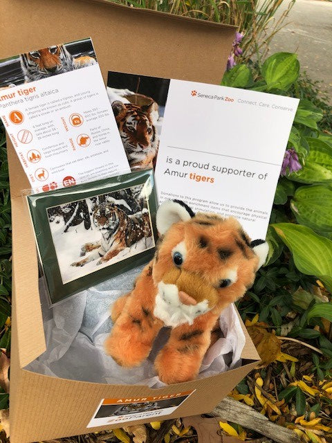 Adopt an Amur Tiger