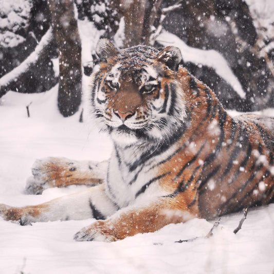 An amur tiger in the snow