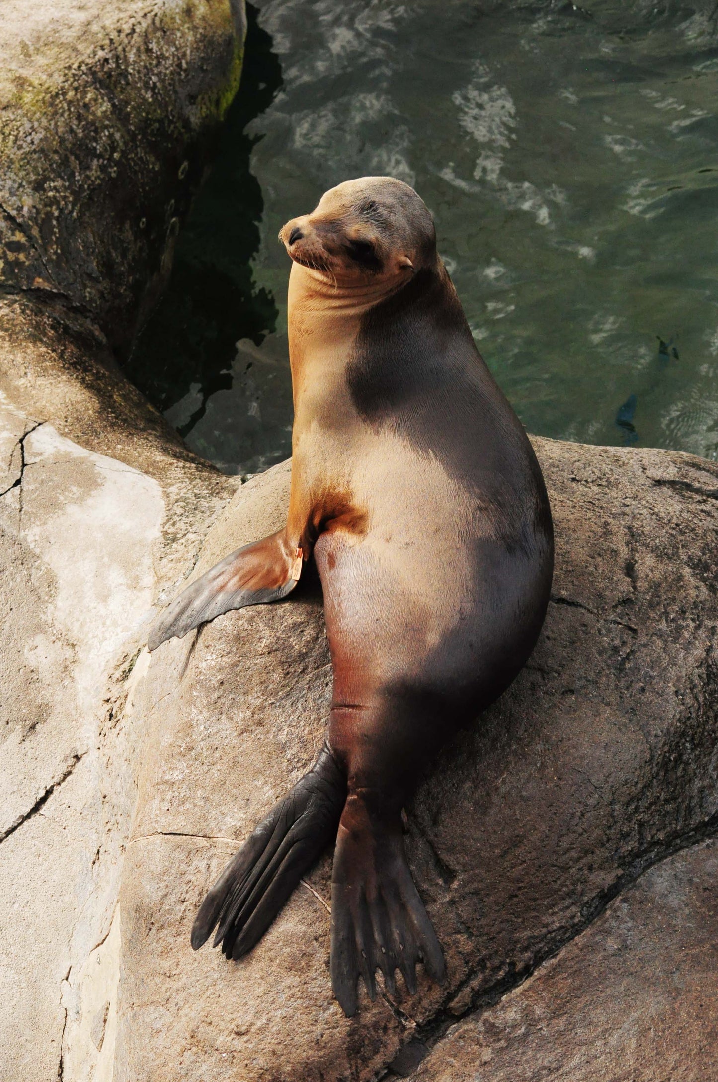 Adopt a California Sea Lion