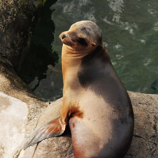 a california sea lion on a rock with water in the background.