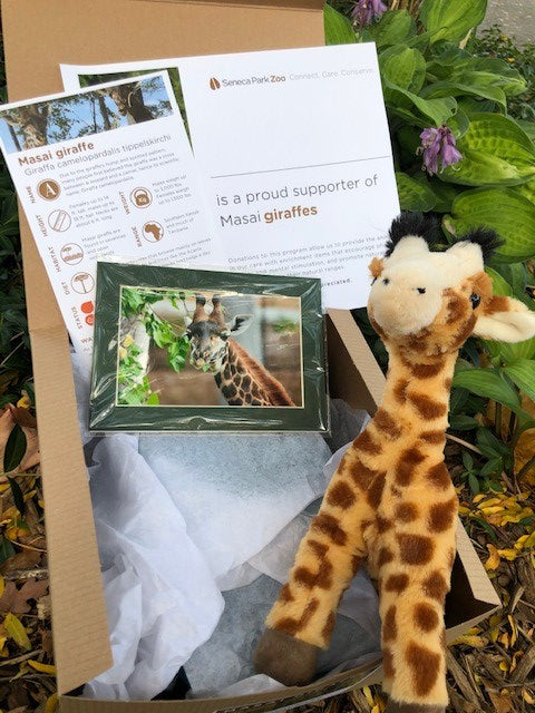 Adopt a Masai Giraffe
