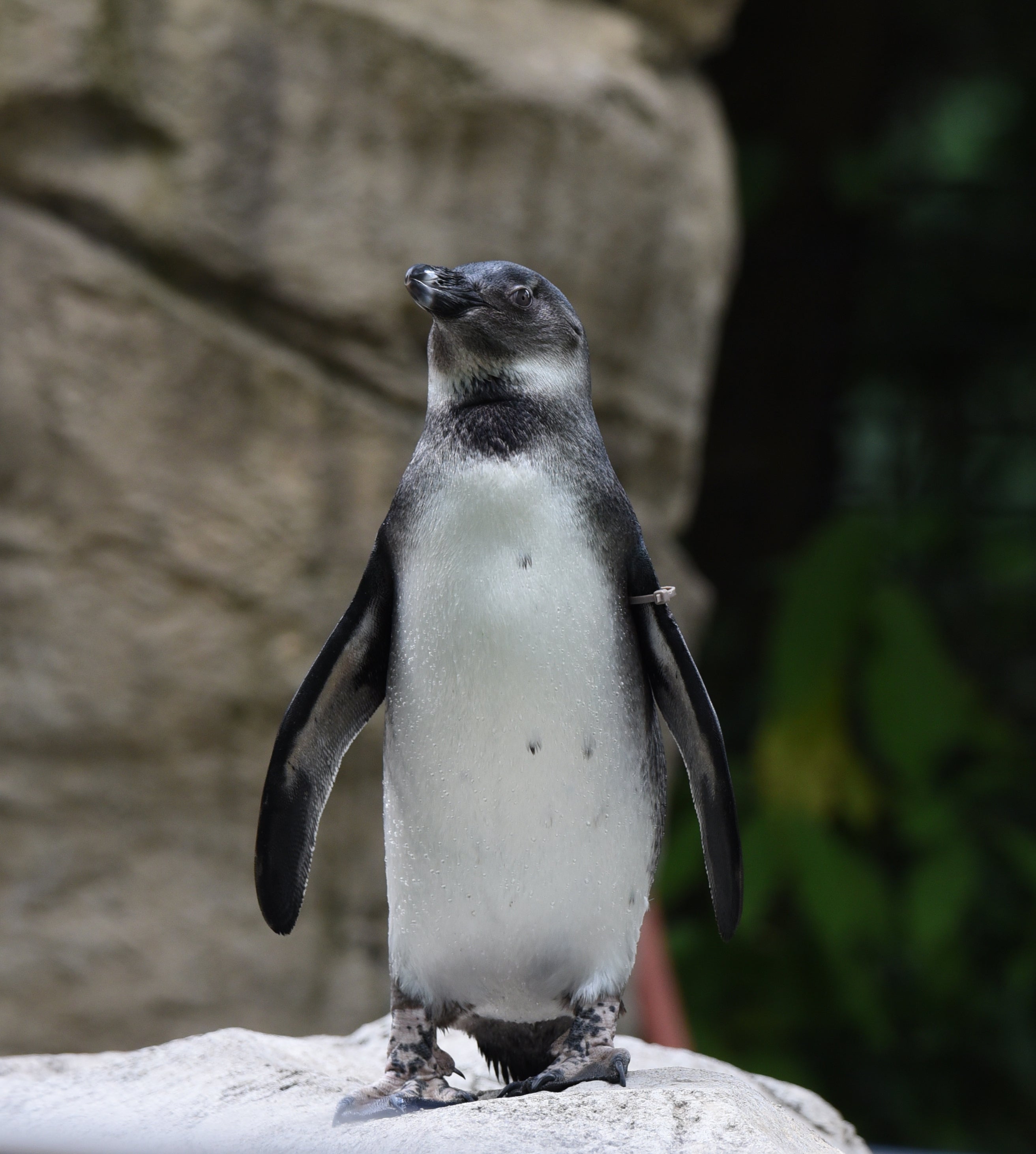 Adopt An African Penguin – Seneca Park Zoo