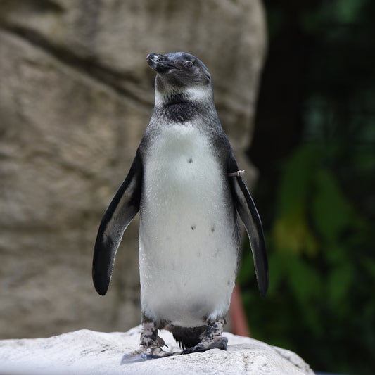 An african penguin on a rock with a rocky background.