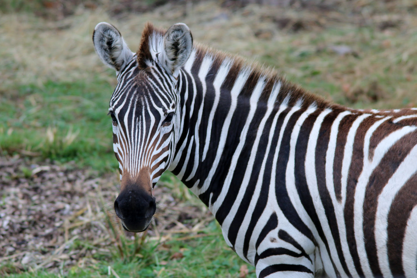 Adopt a Plains Zebra
