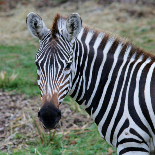 A photo of a plains zebra.