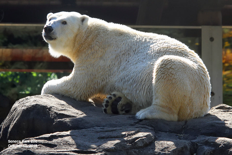 Adopt a Polar Bear