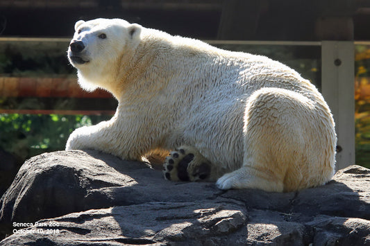 Adopt a Polar Bear