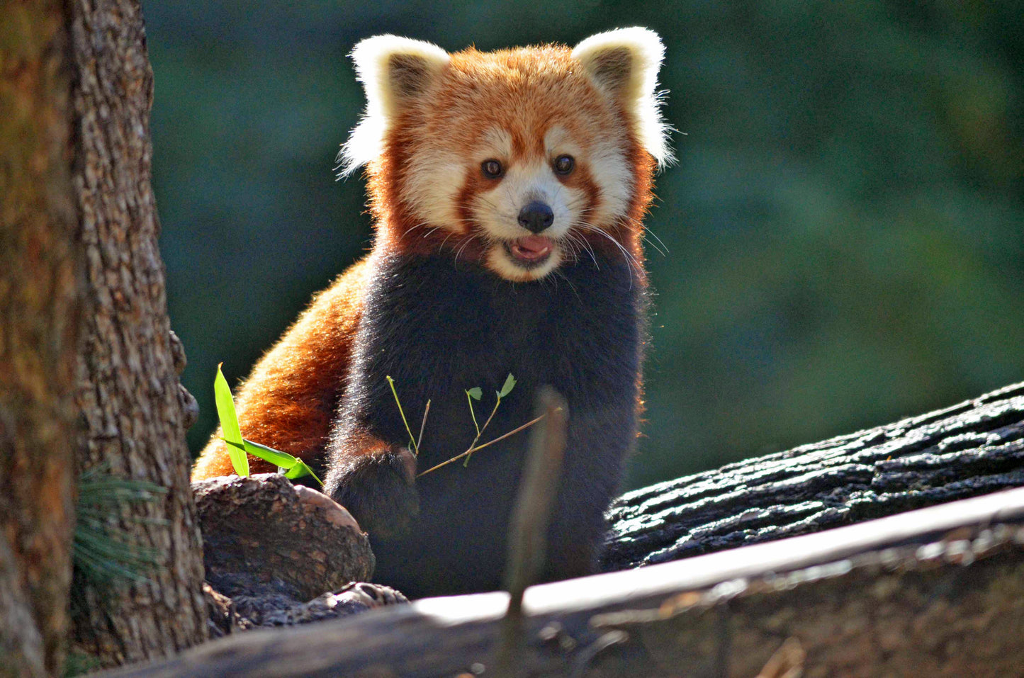 Adopt a Red Panda
