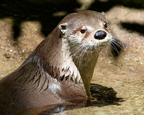 Adopt a River Otter