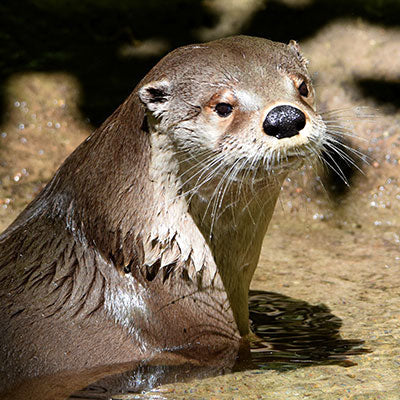 A photograph of a river otter.