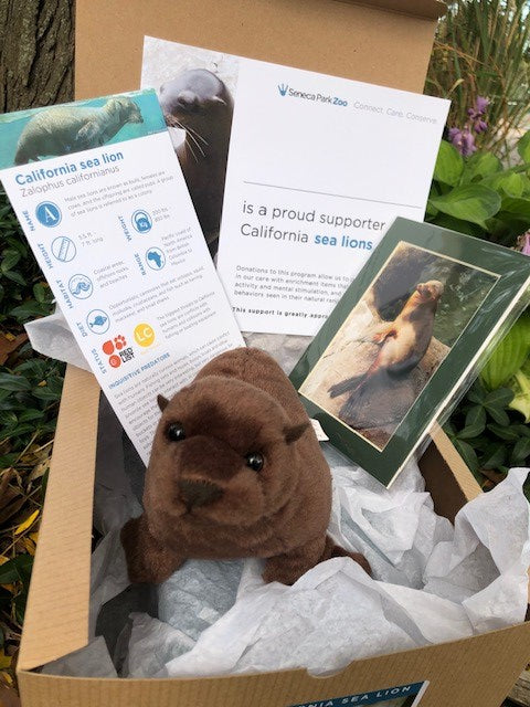 Adopt a California Sea Lion