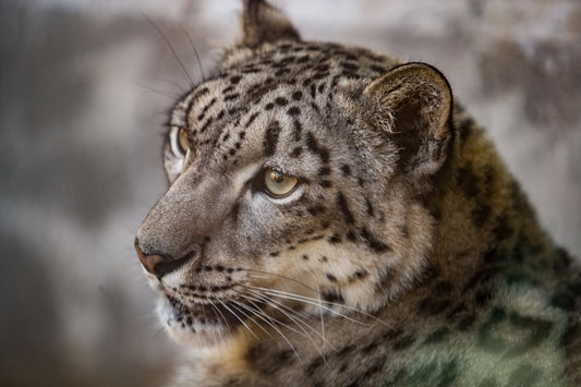 Adopt a Snow Leopard