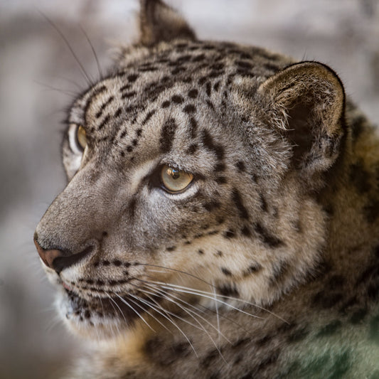 A close-up photograph of a snow leopard with a blurred background.