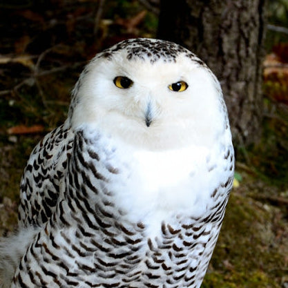 A photograph of a snowy owl with a forest-like background.