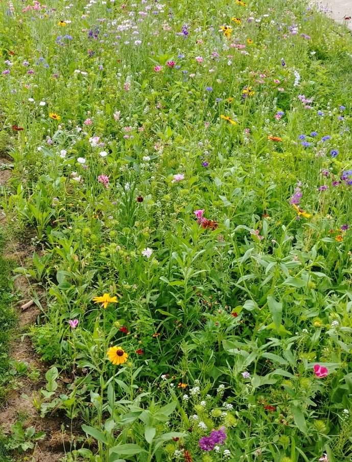 Butterfly Beltway Native Wildflower ONLY Mix - Seed Packets