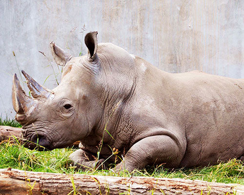 Adopt a White Rhino