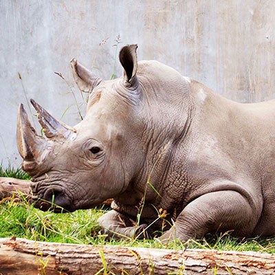 A white rhino lying down on grass with a wooden log in the foreground.