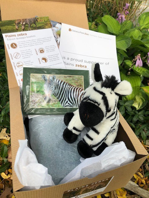 Adopt a Plains Zebra