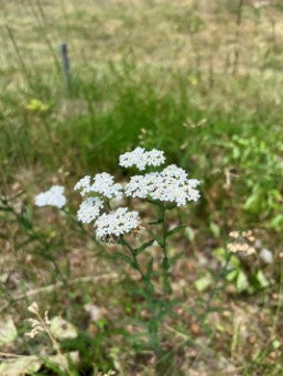 Butterfly Beltway Bee Lawn Clover Mix