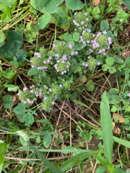 Butterfly Beltway Bee Lawn Clover Mix