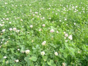 Butterfly Beltway Bee Lawn Clover Mix