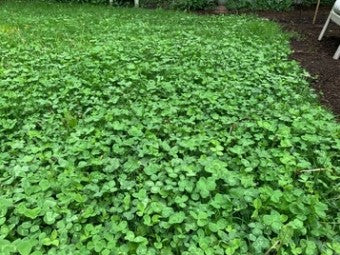 Clover Lawn Seed Mix