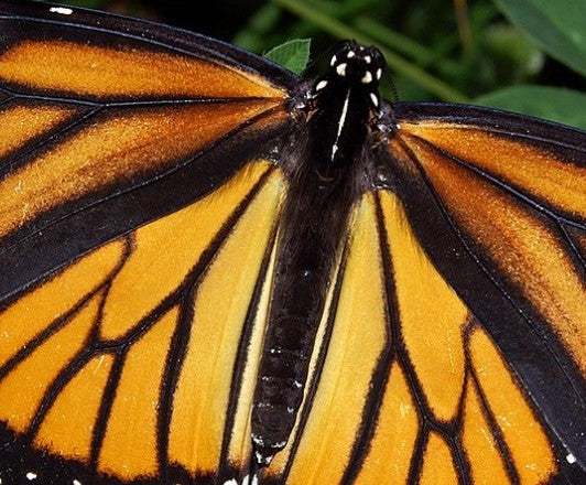 Butterfly Beltway Seed Mixes