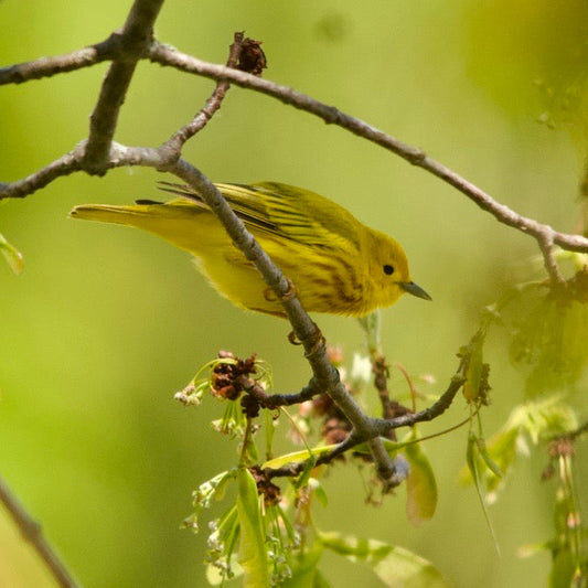 Yellow bird perched on a branch with a blurred green background