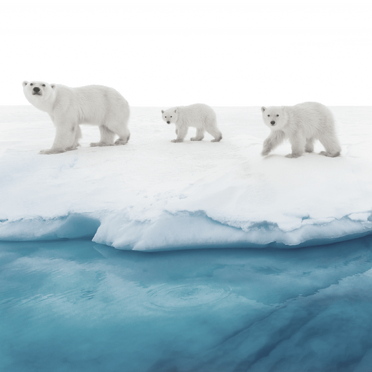 Polar Bear Conservation Donation