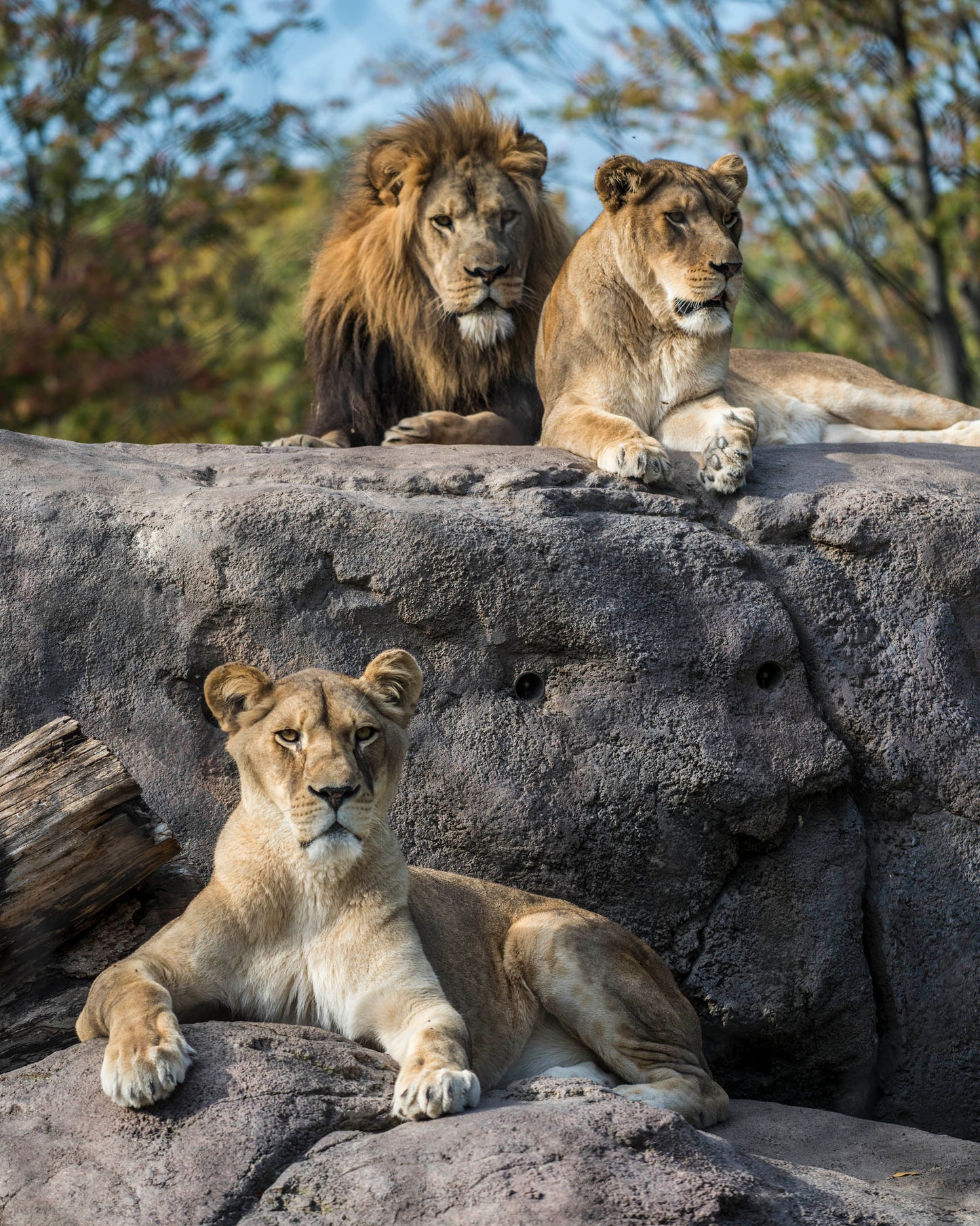 Adopt an African Lion