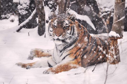 Adopt an Amur Tiger