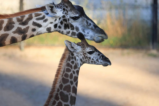 Adopt a Masai Giraffe