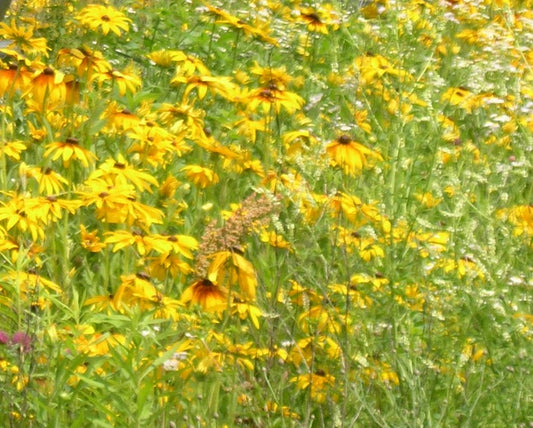 Butterfly Beltway Native Prairie Mix - Seed Packets