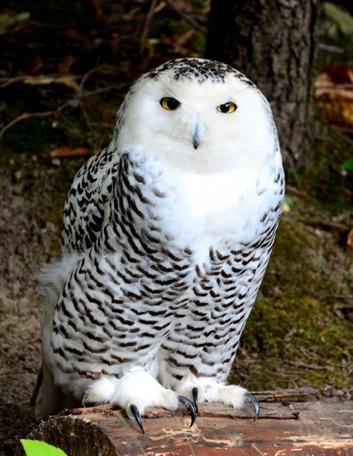 Adopt a Snowy Owl