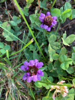 Butterfly Beltway Bee Lawn Clover Mix