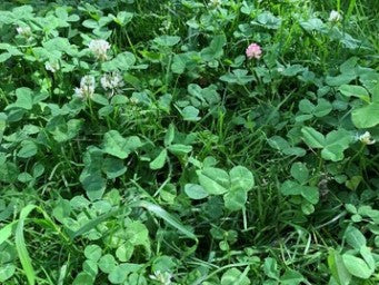 Clover Lawn Seed Mix